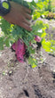 Cherry Belle Radishes