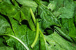 Spinach (FROZEN)